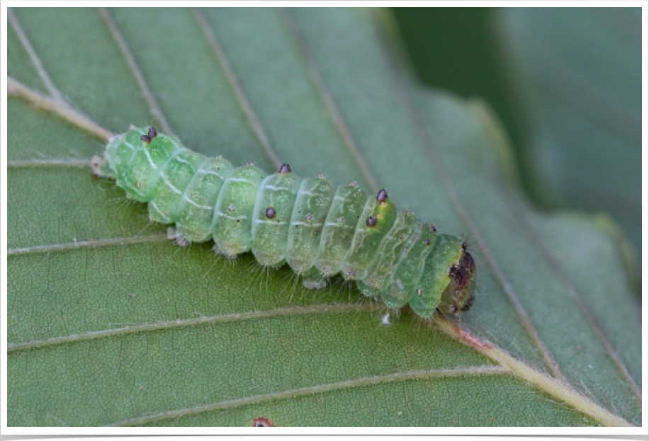 Acronicta vinnula
Delightful Dagger
Bibb County, Alabama